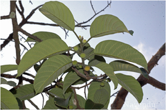 Artocarpus gomezianus subsp. zeylanicus